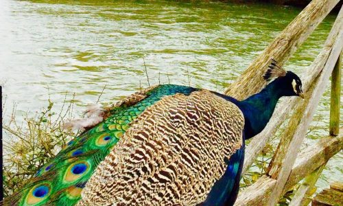 Off the beaten track, The River Thames and Oxford Canal