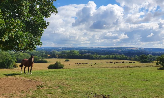 Horse in Cotswold Field